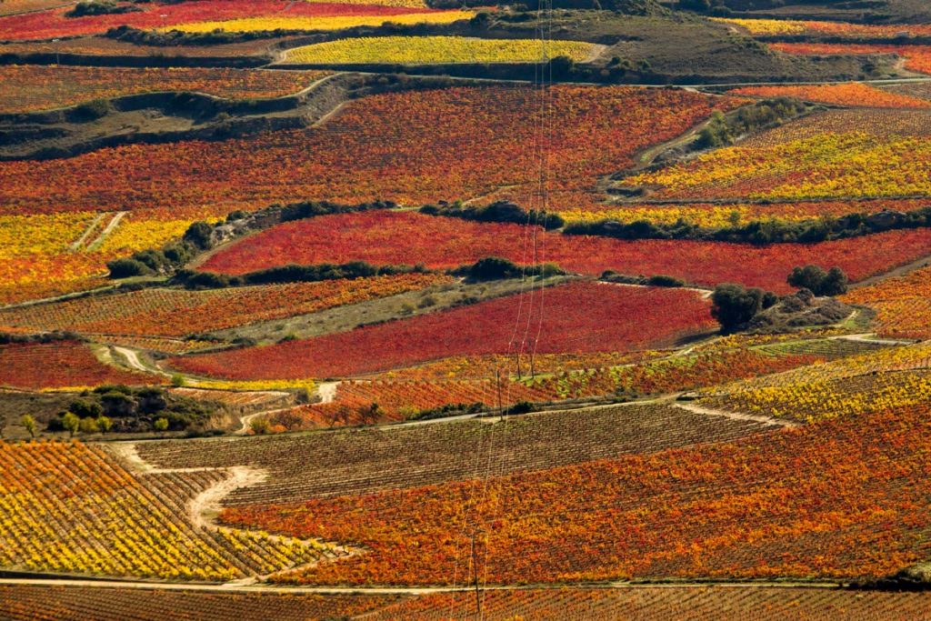 Rioja Alavesa viñedo en otoño.