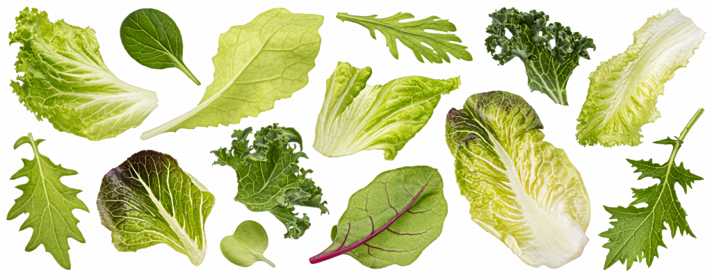 vegetales con nitrógeno para alimentación