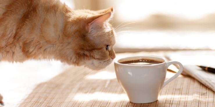 gato y café